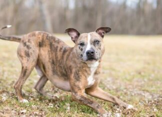 5 Myths About Dog Body Language… Debunked!