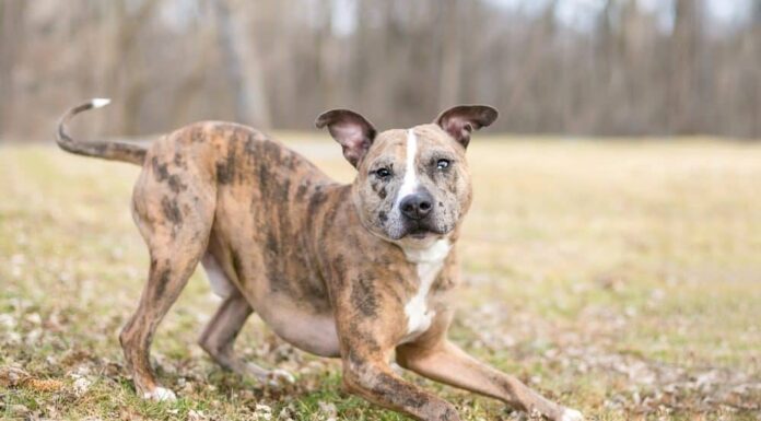 5 Myths About Dog Body Language… Debunked!