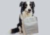 The Best 2024 Black Friday Dog Deals