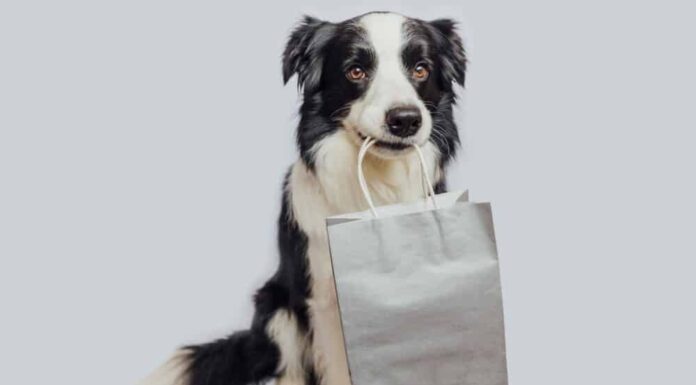 The Best 2024 Black Friday Dog Deals