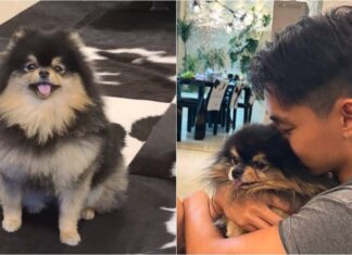 BTS’ V Mourns The Passing Of Beloved Dog Yeontan