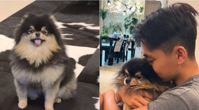 BTS’ V Mourns The Passing Of Beloved Dog Yeontan