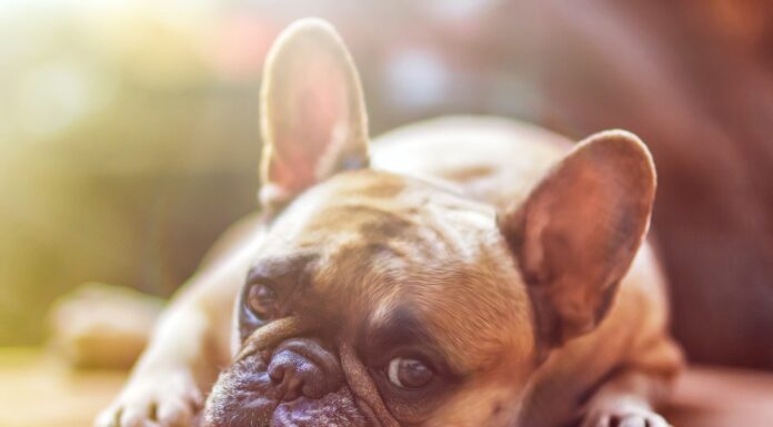 Unraveling Diet-Related Dilated Cardiomyopathy: What’s Behind It?