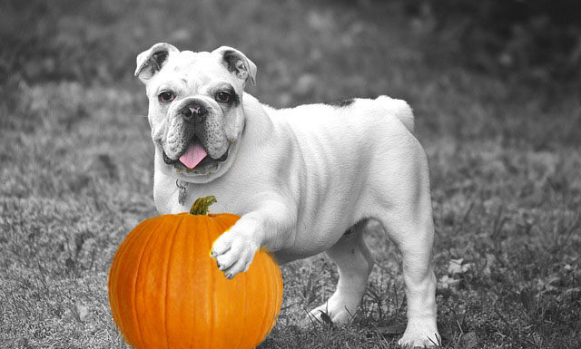 Uncovering the Hidden Issues with Pumpkins