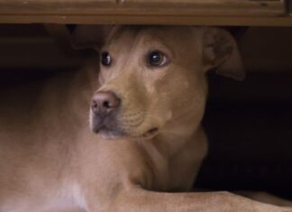 5 Ways to Calm Your Dog During Fireworks