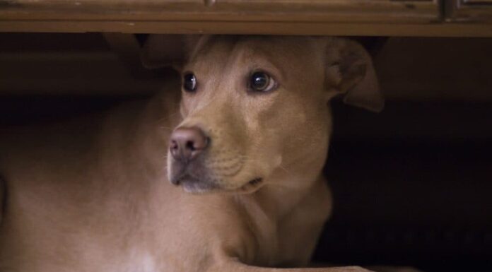 5 Ways to Calm Your Dog During Fireworks