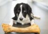 Are Bones Safe for Dogs? Find Out the Truth!