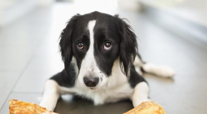 Are Bones Safe for Dogs? Find Out the Truth!