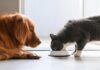 Is Cat Food Safe for Dogs to Eat? Find Out Now!