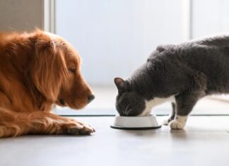 Is Cat Food Safe for Dogs to Eat? Find Out Now!