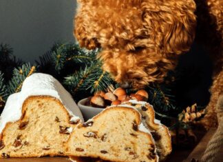 Are Raisins Safe for Dogs? Discover the Risks and Facts