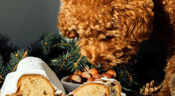 Are Raisins Safe for Dogs? Discover the Risks and Facts