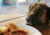 Can Dogs Safely Enjoy Sweet Potatoes? Here’s What You Need to Know