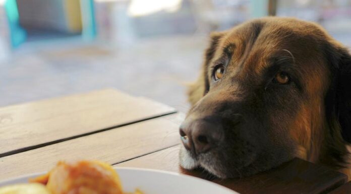 Can Dogs Safely Enjoy Sweet Potatoes? Here’s What You Need to Know