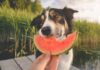 Is Watermelon Safe for Dogs? Discover the Truth Here!