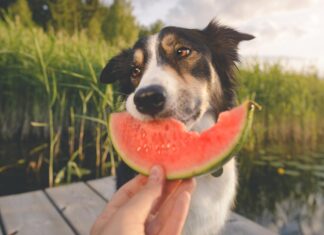 Is Watermelon Safe for Dogs? Discover the Truth Here!