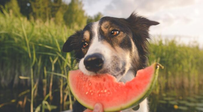 Is Watermelon Safe for Dogs? Discover the Truth Here!