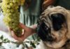 Are Grapes Safe for Dogs? What You Need to Know