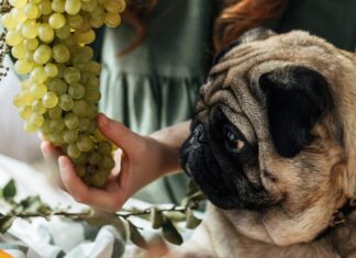 Are Grapes Safe for Dogs? What You Need to Know
