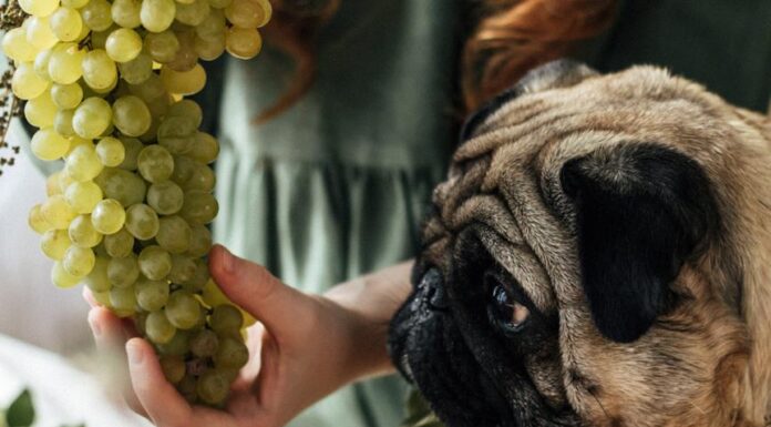 Are Grapes Safe for Dogs? What You Need to Know
