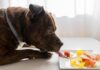 Is Pork Safe for Dogs? Essential Guide for Pet Owners