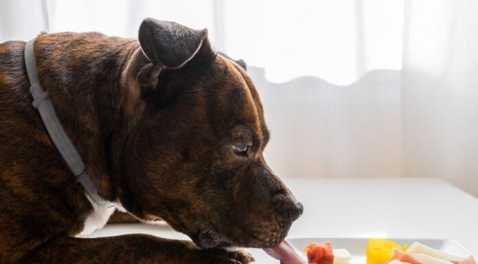 Is Pork Safe for Dogs? Essential Guide for Pet Owners