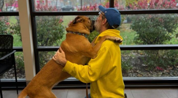‘Everything Changed’: After News Of Remission, Cancer Survivor Readopts Dog He Had To Surrender