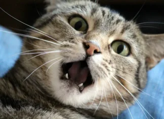 Recognize 6 Signs Your Cat is Stressed and How to Help