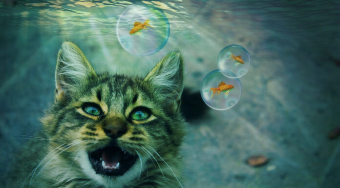 Cat-Proof Your Fish Tank: 5 Effective Tips for Pet Owners