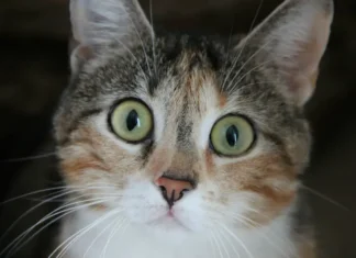 How to Handle Your Cat Waking Up Too Early