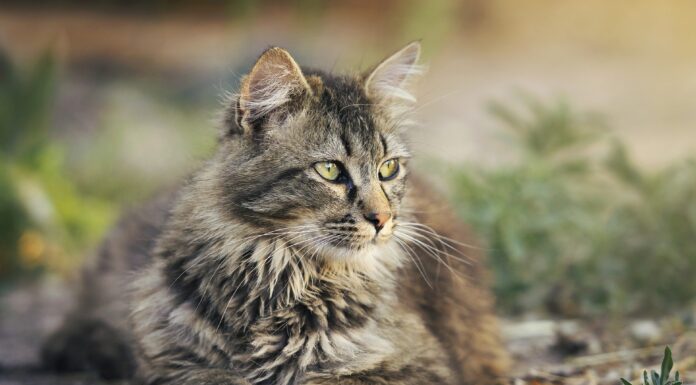 Senior vs. Adult Cat Diets: Which is Best for Your Feline?