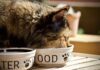 Understanding Cats’ Unique Nutritional Needs vs. Dogs
