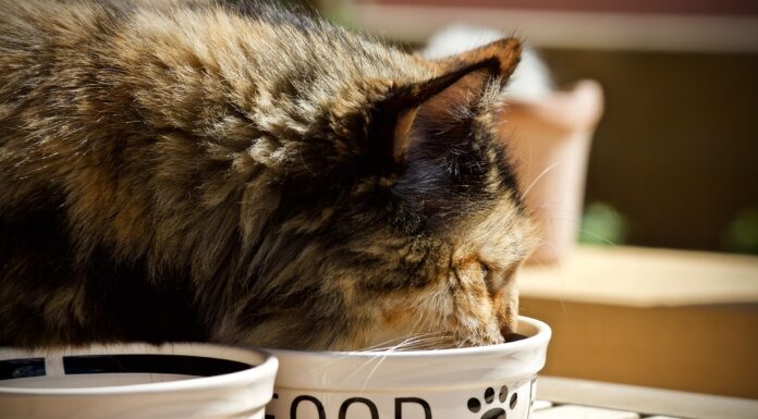 Understanding Cats’ Unique Nutritional Needs vs. Dogs