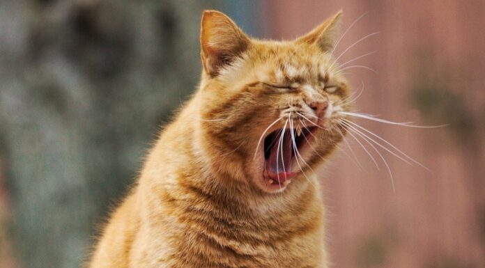 Unlocking Your Cat’s Joy: The Role of Whiskers in Eating