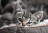 Raw Cat Food Linked to Tuberculosis Outbreak in Cats