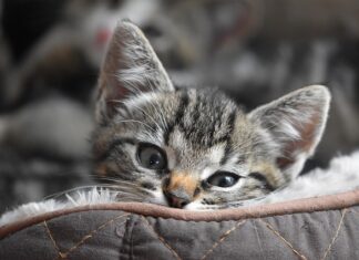 Raw Cat Food Linked to Tuberculosis Outbreak in Cats