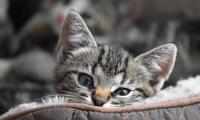 Raw Cat Food Linked to Tuberculosis Outbreak in Cats