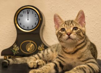 Optimal Feeding Frequency for Your Pet’s Health