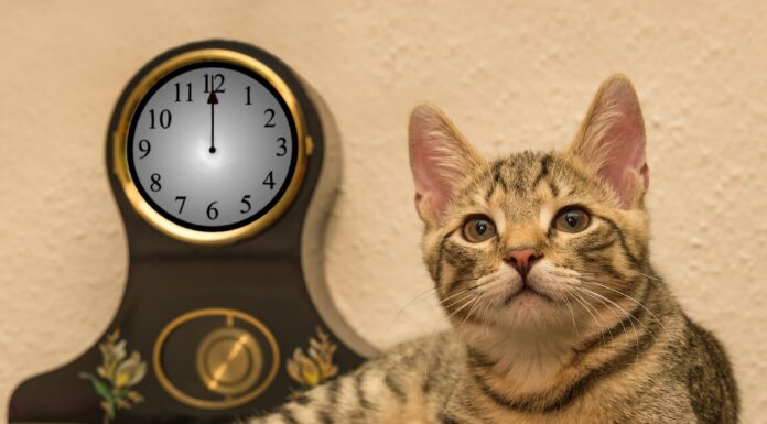 Optimal Feeding Frequency for Your Pet’s Health