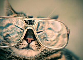 Say Goodbye to Confusing Pet Food Labels!