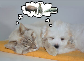 Exploring Alligators, Wild Boars, and Ostriches in the Wild