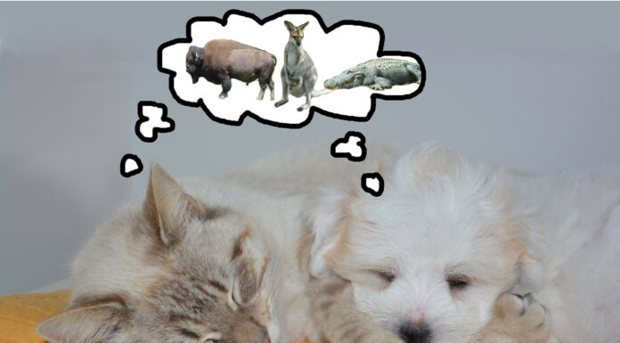 Exploring Alligators, Wild Boars, and Ostriches in the Wild