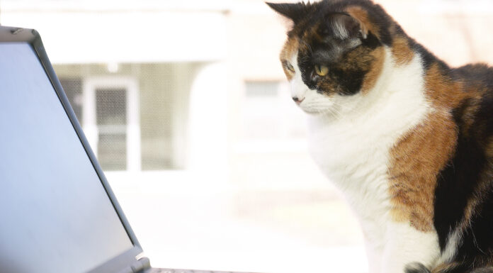 Discovering Nutrition Online: Your Guide to Wellness Tips Cat at Computer