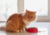 Effective Cat Weight Loss Tips: Help Your Feline Slim Down