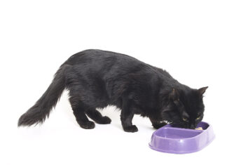 Canned vs. Dry Dog Food: Which Is Best for Your Pet? Cat eating food
