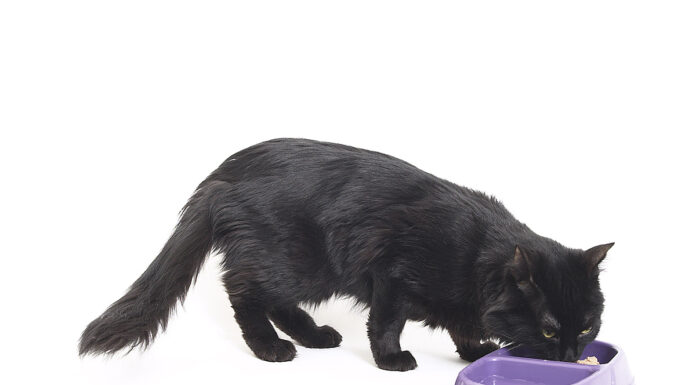 Canned vs. Dry Dog Food: Which Is Best for Your Pet? Cat eating food