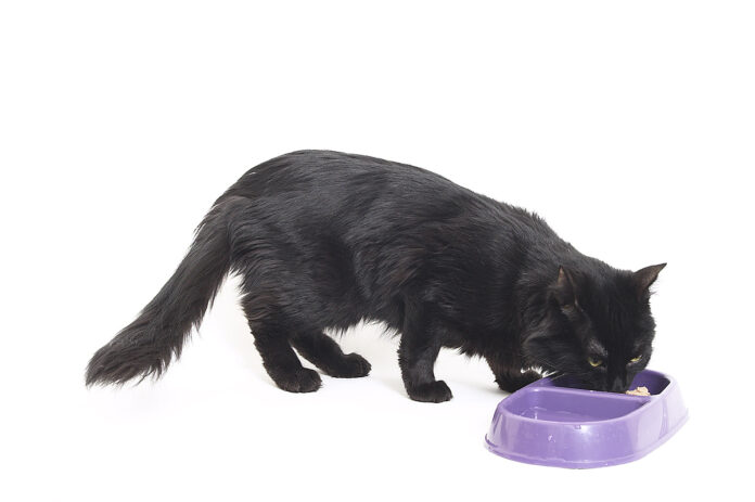 Cat eating food