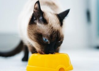 Freeze-Dried Cat Food: Benefits You Need to Know!