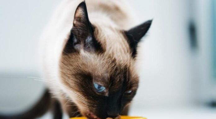 Freeze-Dried Cat Food: Benefits You Need to Know!