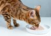 Ideal Wet Food Portions for Your Cat: A Complete Guide